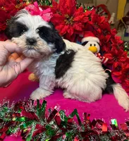 Panda (Registered), a female Shih Tzu for sale in Laurel, DE – Photo 7 of 10