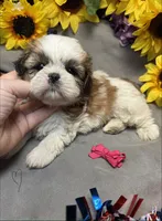 Lucie, a female Shih Tzu for sale in Laurel, DE – 5 of 5
