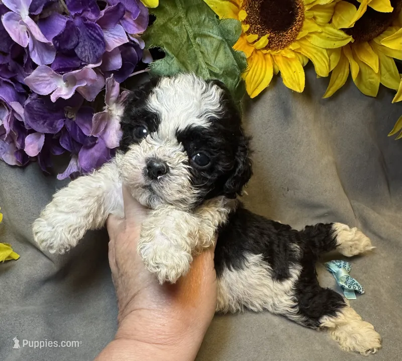 Teddy – Shihpoo puppy for sale in Laurel, DE