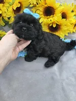 Cole 😊, a male Shihpoo for sale in Laurel, DE – Photo 4 of 6