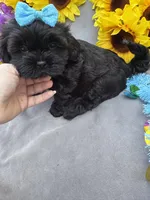 Cole 😊, a male Shihpoo for sale in Laurel, DE – Photo 3 of 6