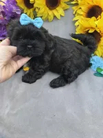 Cole 😊, a male Shihpoo for sale in Laurel, DE – Photo 5 of 6