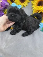 Cole 😊, a male Shihpoo for sale in Laurel, DE – Photo 6 of 6