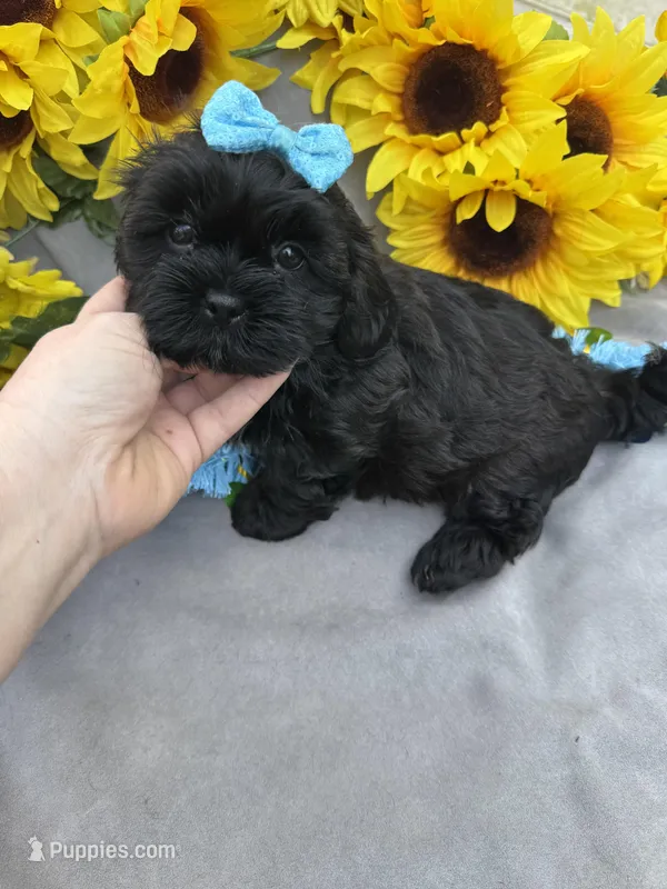 Cole 😊 – Shihpoo puppy for sale in Laurel, DE