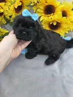Cole 😊, a male Shihpoo for sale in Laurel, DE – Photo 1 of 6