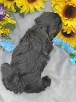 Cole 😊, a male Shihpoo for sale in Laurel, DE – Photo 2 of 6