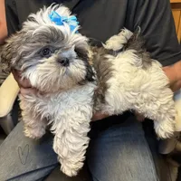 Sushi 🍱 , a male Shih Tzu for sale in Laurel, DE – 6 of 7