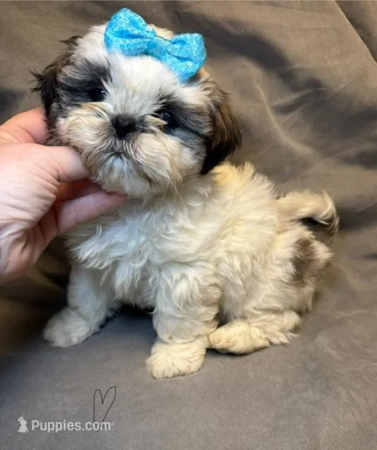 Mario ( Registered) – Shih Tzu puppy for sale in Laurel, DE