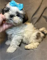 Mario ( Registered), a male Shih Tzu for sale in Laurel, DE – Photo 4 of 6