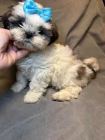 Mario ( Registered), a male Shih Tzu for sale in Laurel, DE – Photo 5 of 6