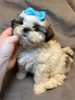 Mario ( Registered), a male Shih Tzu for sale in Laurel, DE – Photo 6 of 6