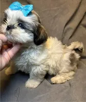 Mario ( Registered), a male Shih Tzu for sale in Laurel, DE – Photo 3 of 6