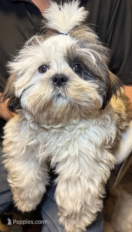 Popcorn 😊 Registered – Shih Tzu puppy for sale in Laurel, DE