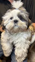 Popcorn 😊 Registered, a male Shih Tzu for sale in Laurel, DE – 1 of 9