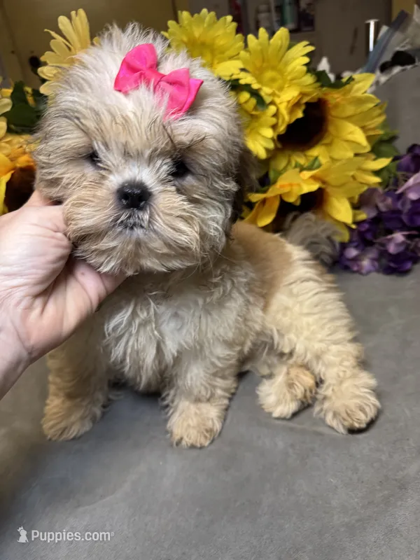 Willow🪾 – Shih Tzu puppy for sale in Laurel, DE
