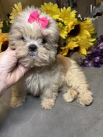 Willow🪾, a female Shih Tzu for sale in Laurel, DE – 1 of 5