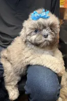 Pumpkin Spice, a male Shih Tzu for sale in Laurel, DE – 1 of 4