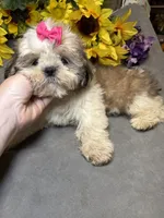 Karma🤩, a female Shih Tzu for sale in Laurel, DE – 5 of 6