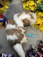 Raphael, a male Shih Tzu for sale in Laurel, DE – 3 of 5