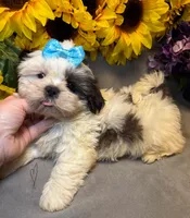 Poppi, a male Shih Tzu for sale in Laurel, DE – Photo 1 of 7