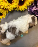 Poppi, a male Shih Tzu for sale in Laurel, DE – Photo 2 of 7