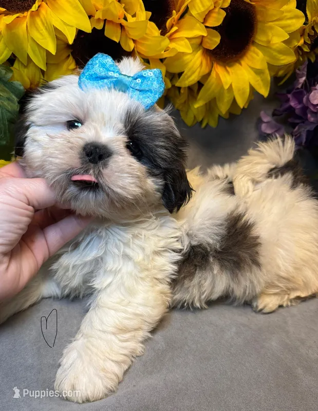 Poppi 😊 Registered, a male Shih Tzu for sale in Laurel, DE – Photo 1 of 10