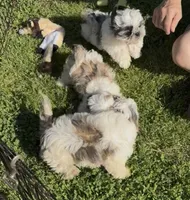 Poppi 😊 Registered, a male Shih Tzu for sale in Laurel, DE – Photo 10 of 10