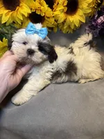 Poppi, a male Shih Tzu for sale in Laurel, DE – Photo 4 of 7