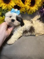 Poppi, a male Shih Tzu for sale in Laurel, DE – Photo 3 of 7