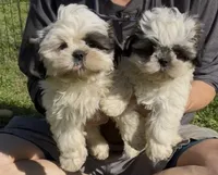 Poppi 😊 Registered, a male Shih Tzu for sale in Laurel, DE – Photo 3 of 10