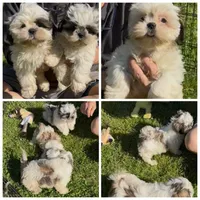 Poppi 😊 Registered, a male Shih Tzu for sale in Laurel, DE – Photo 6 of 10