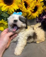 Poppi, a male Shih Tzu for sale in Laurel, DE – Photo 7 of 7