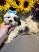 Poppi, a male Shih Tzu for sale in Laurel, DE – Photo 5 of 7