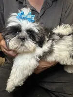 Lil’ Buddy 😍, a male Shih Tzu for sale in Laurel, DE – 2 of 4