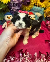 Cookie 🍪 , a female Shih Tzu for sale in Laurel, DE – Photo 5 of 5