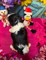 Cookie 🍪 , a female Shih Tzu for sale in Laurel, DE – Photo 4 of 5