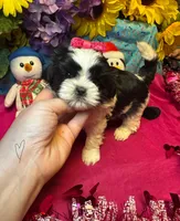 Cookie 🍪 , a female Shih Tzu for sale in Laurel, DE – Photo 2 of 5
