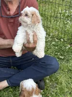 Pearl 🦪, a male Shih Tzu for sale in Laurel, DE – 8 of 8