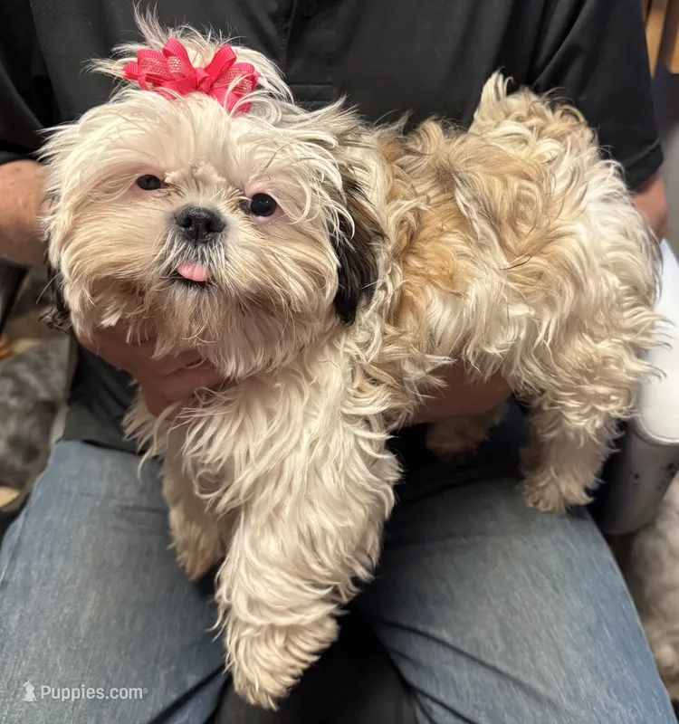 Luna 🌖 – Shih Tzu puppy for sale in Laurel, DE