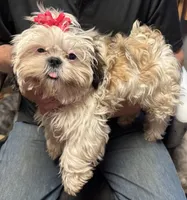 Luna 🌖, a female Shih Tzu for sale in Laurel, DE – 1 of 6