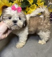 Karma🤩, a female Shih Tzu for sale in Laurel, DE – 3 of 6
