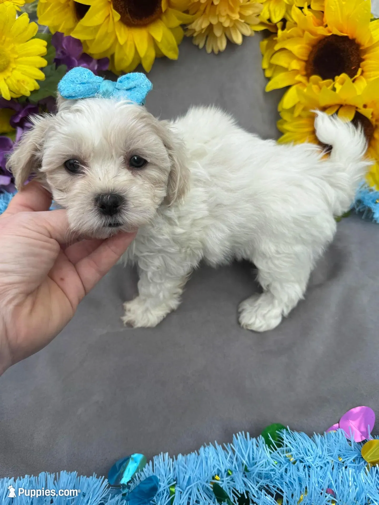 Charmer 🍀 – Bichon Frise, Shih Tzu puppy for sale in Laurel, DE