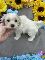 Charmer 🍀, a male Bichon Frise and Shih Tzu for sale in Laurel, DE – Photo 7 of 9