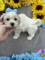 Charmer 🍀, a male Bichon Frise and Shih Tzu for sale in Laurel, DE – Photo 6 of 9