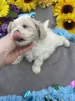 Charmer 🍀, a male Bichon Frise and Shih Tzu for sale in Laurel, DE – Photo 2 of 9