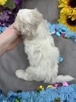Charmer 🍀, a male Bichon Frise and Shih Tzu for sale in Laurel, DE – Photo 8 of 9