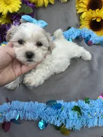 Charmer 🍀, a male Bichon Frise and Shih Tzu for sale in Laurel, DE – Photo 4 of 9