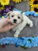 Charmer 🍀, a male Bichon Frise and Shih Tzu for sale in Laurel, DE – Photo 3 of 9