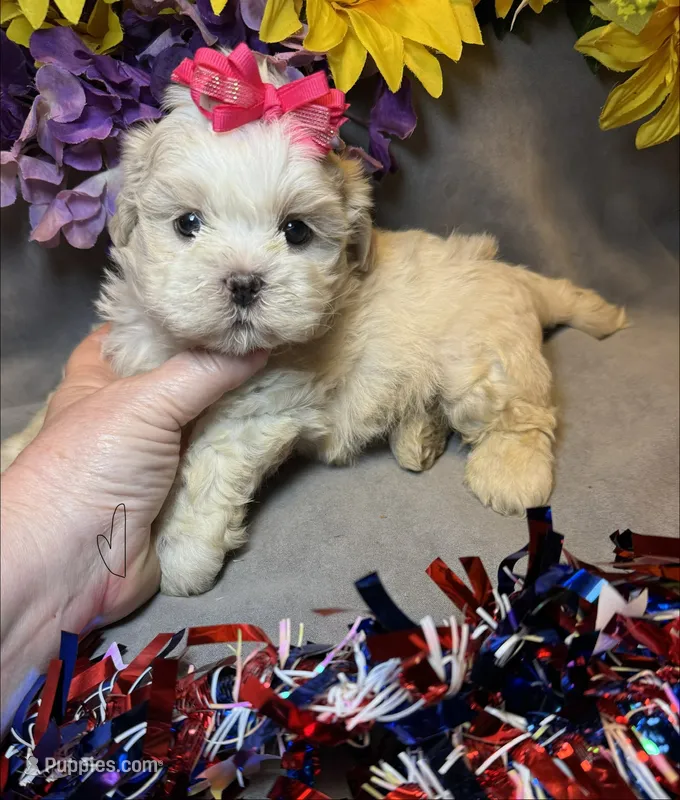 Cream Puff – Shihpoo puppy for sale in Laurel, DE