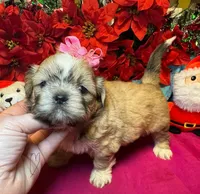 Pudd’in (Registered), a female Shih Tzu for sale in Laurel, DE – Photo 9 of 9